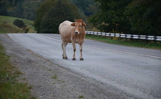 Animal On Road